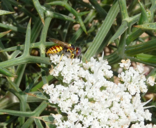 Philanthus triangulum e Philanthus venustus (Crabronidae)